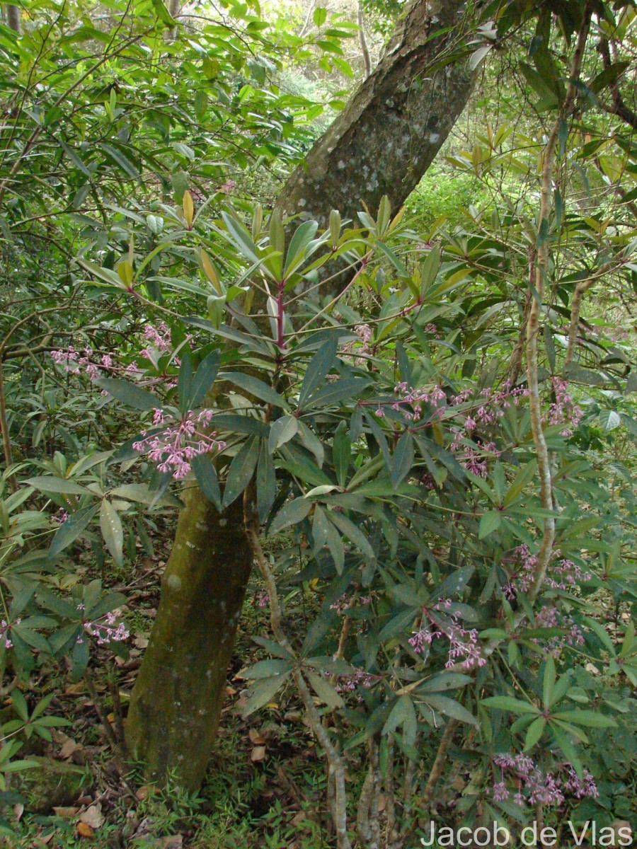 Ardisia rothii A.DC.